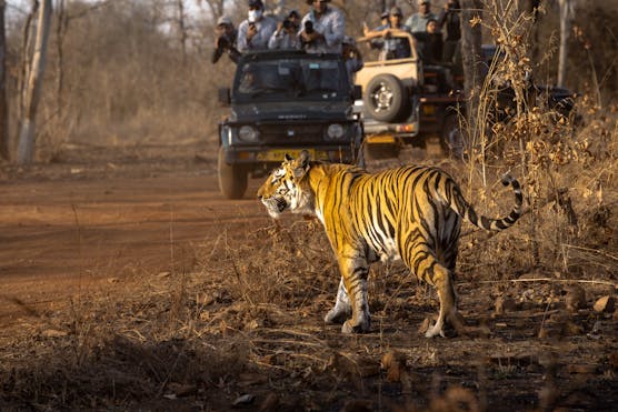 Rajasthan Ranthambore Tour Package - 6 Nights 7 Days Tiger safari - Tiger view Ranthambore