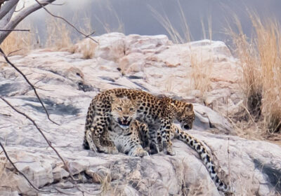 8 Days Rajasthan Wildlife Tour with Ranthambore – Tiger & Leopard Safari
