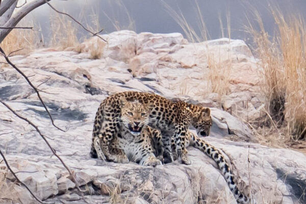 8 Days Rajasthan Wildlife Tour with Ranthambore – Tiger & Leopard Safari