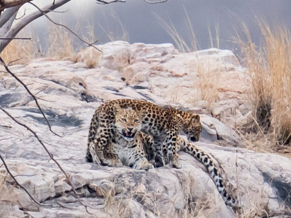 8 Days Rajasthan Wildlife Tour with Ranthambore – Tiger & Leopard Safari