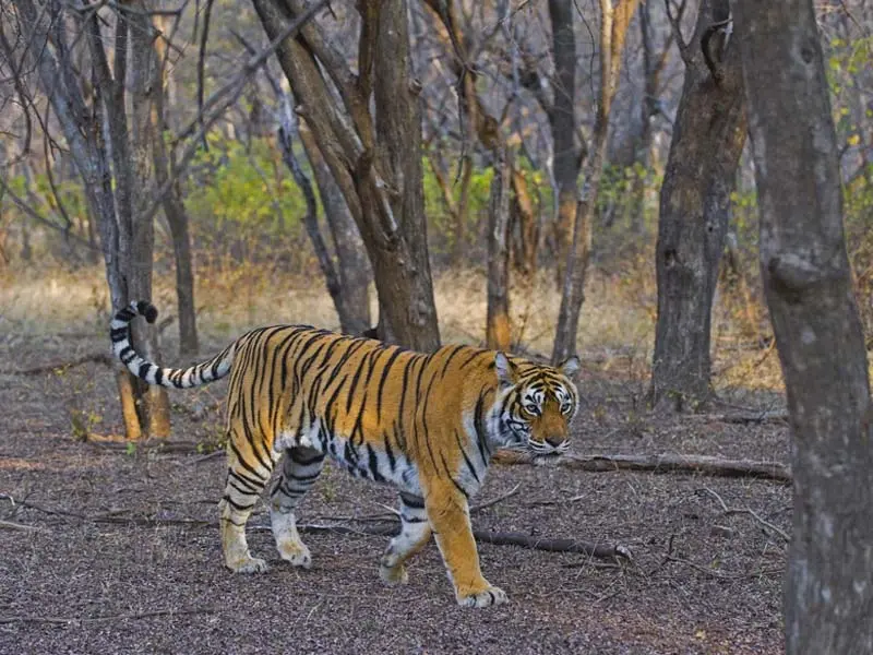 Ranthambore